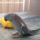 Image for article titled This Neural Network's Hilariously Bad Image Descriptions Are Still Advanced AI
